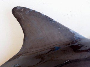 delfinomort3