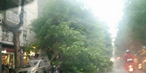 Trieste_albero_caduto_via_Baiamonti_14.6.2015