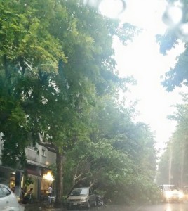 Trieste_albero_caduto_via_Baiamonti_14.6.2015_2
