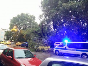 Trieste_albero_caduto_via_Colautti_14.6.2015