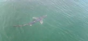 La foto "incriminata" dello squalo avvistato nel Golfo di Trieste