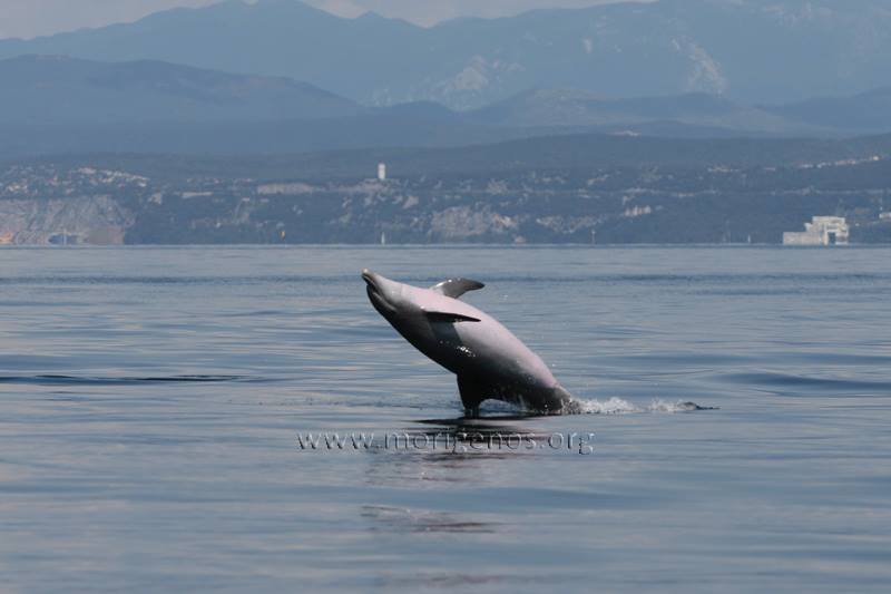 Delfini golfo di Trieste 19.8.2015 2