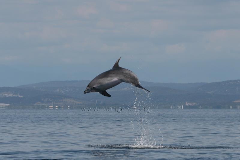 Delfini golfo di Trieste 19.8.2015 3