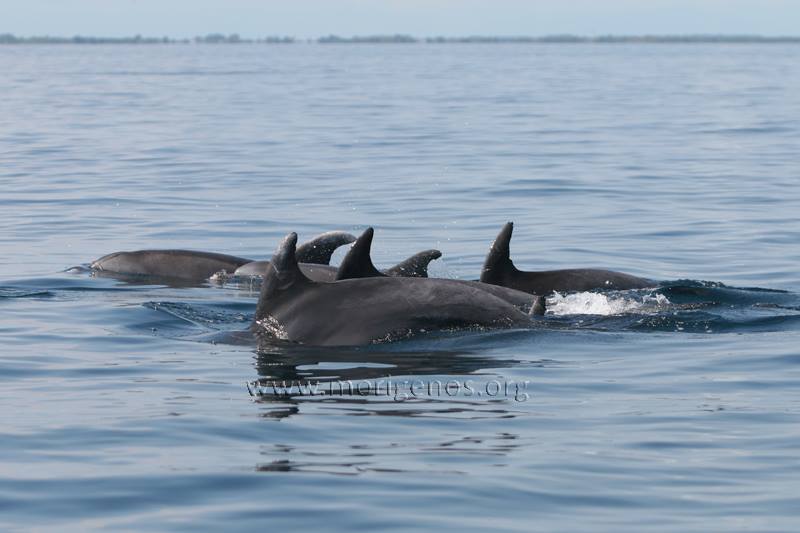 Delfini golfo di Trieste 19.8.2015