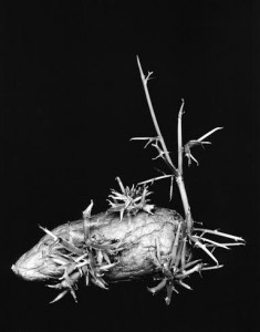 Tullio Stravisi patata con radici courtesy CRAF