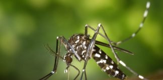Pordenone, accertato un caso di West Nile