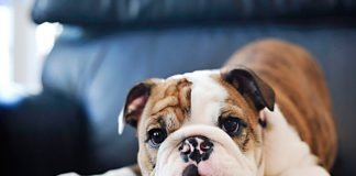 Bulldog protagonisti a Montedoro, per una giornata particolare