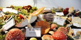 Grande successo per le Giornate dei funghi a Verteneglio