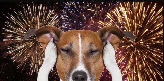 Capodanno, gli animalisti protestano i botti: “Uno spreco di denaro inutile”