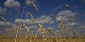 Agricoltura, Programma di Sviluppo Rurale: Fvg sale nella classifica