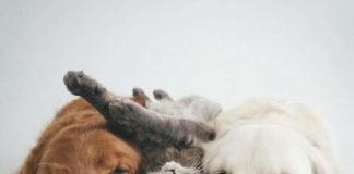 Oggi la raccolta alimentare Balzoo e Arcaplanet per animali in difficoltà