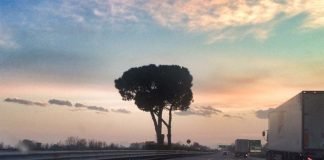 Niente più pini marittimi, l’A4 di Padova Est perde le sue sentinelle. Tagliati gli alberi secolari.
