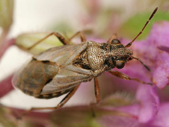 Nysius thymi