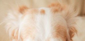 “Scusi…che razza è?” La mostra canina al Montedoro Shopping Center