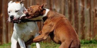 Attaccato dai cani del vicino. Muore a causa delle ferite