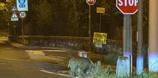 Cinghiali e urbanizzazione, a Trieste il problema continua. Su e giù al posto del tram