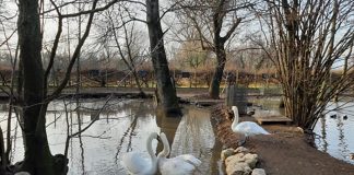 Ubi, vita da cigno e colpo di fulmine nell’oasi di Fagagna
