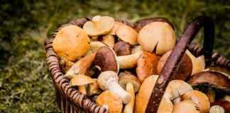 Andare a funghi in Friuli Venezia Giulia: si può?