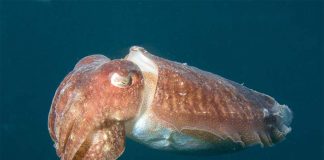 Furti di seppie nel golfo di Trieste. Danni e ancora problemi per chi è già in difficoltà