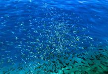 Mare Mediterraneo sempre più caldo: aumentano virus e specie aliene, l’allarme degli esperti