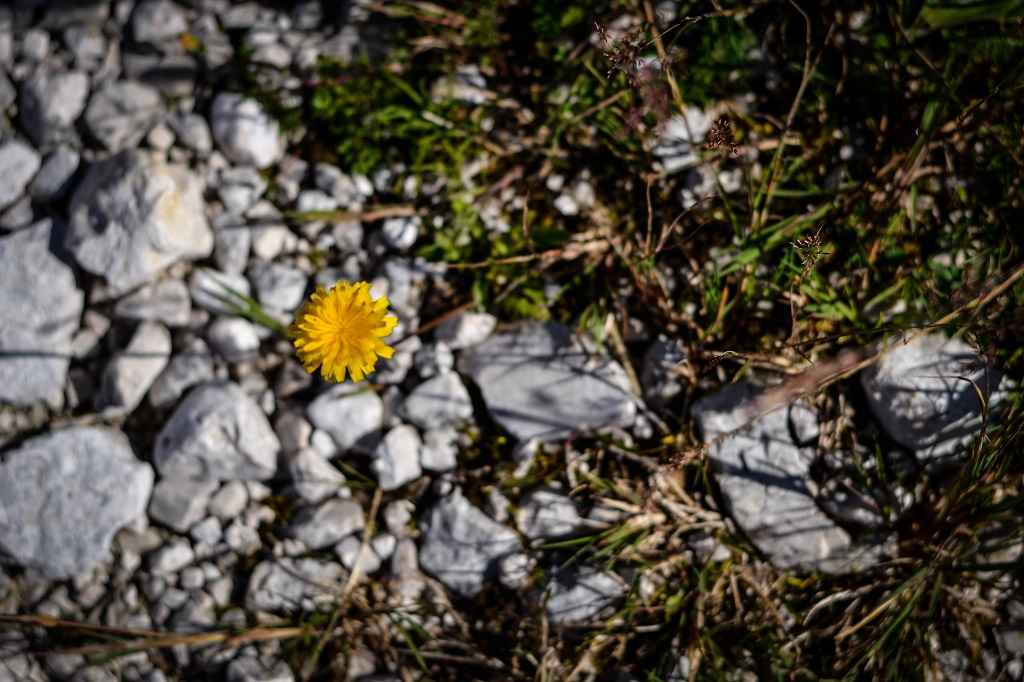 _DSC0241-compressed (2)