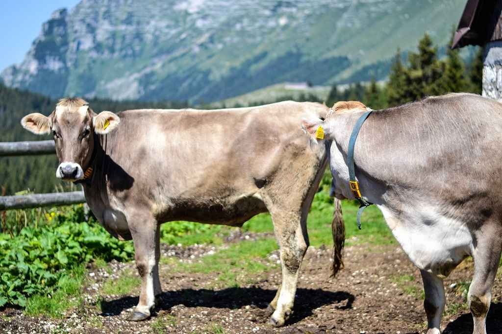 _DSC0330-2-compressed (2)