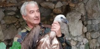 Cornino, Grifone da 9,5 chili salvato nelle acque del Fiume Tagliamento