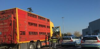 Sanzionato un carico di ovini a Villesse: viaggiavano in condizioni precarie