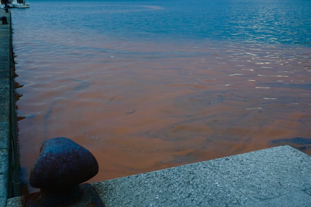 Noctiluca Scintillans-5