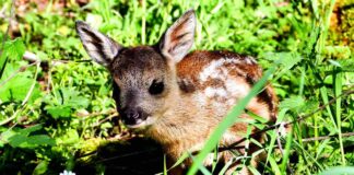Cuccioli di capriolo “abbandonati”, appello ENPA: “Non toccateli”