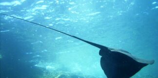 Barcola, Trigone avvistato ai Topolini? Probabilmente un’Aquila di Mare