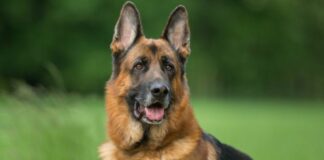 Il Dog Trainer triestino Massimo Visintin al Campionato di Addestramento del Pastore Tedesco 2021