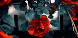 bagnare le rose cambiare le cose mostre eventi Trieste