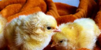 Triturazione pulcini maschi: stop all’abbattimento dal 2027 Triturazione pulcini maschi