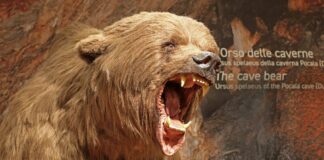“La scienza racconta 2021”, l’evoluzione al Museo Civico di Storia Naturale