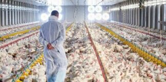 Il ritorno dell’aviaria: nuovi focolai tra la Slovenia e la Cechia aviaria