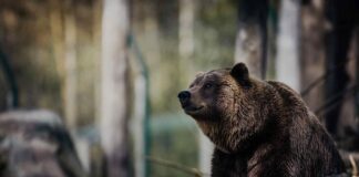 orso slovenia