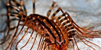 scutigera