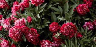 Horti Tergestini