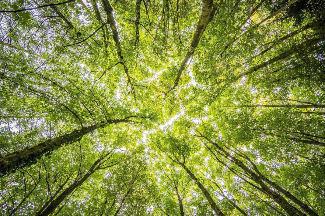 La Cura della Terra nelle nostre mani
