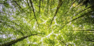 La Cura della Terra nelle nostre mani