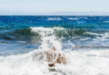 Caldo, mare e specie aliene: ecco cosa sta succedendo davvero in Friuli Venezia Giulia