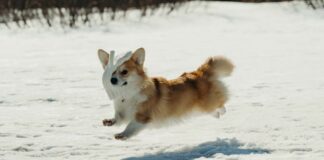 Legame uomo e cane: come rafforzarlo?
