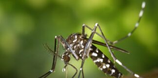 west nile sintomi