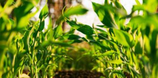 agricoltura-audizione-Regione-FVG