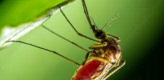 Virus Dengue trieste