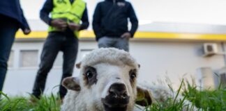 Multati fino a 6mila euro al confine. Come viaggiano gli agnelli a Pasqua agnello pasqua