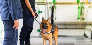 Spaccio a scuola, cani antidroga negli istituti di Trieste cane antidroga