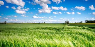 Consorzio Agrario FVG