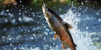 Apre i battenti al Villaggio del Pescatore la prima edizione del “Timavo Salmon Week” Villaggio-del-Pescatore